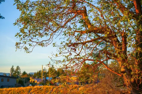 LOT 6 SALAL ROAD image #4